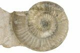 Fossil Ammonite (Acanthopleuroceras) - France #177615-1